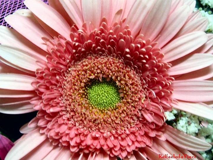 gerbera 28giu07 (5).jpg